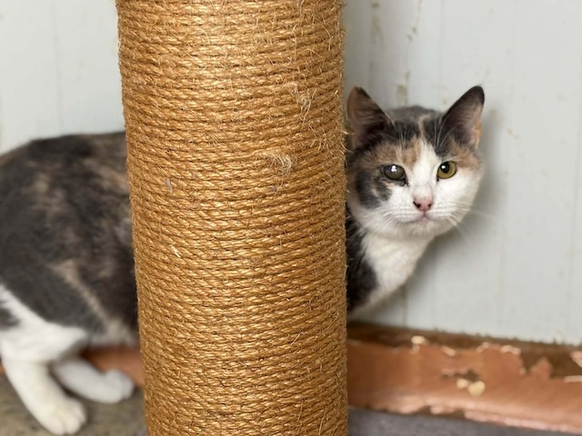 fellengel_esmeralda_1