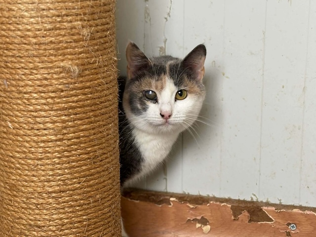 fellengel_esmeralda_3