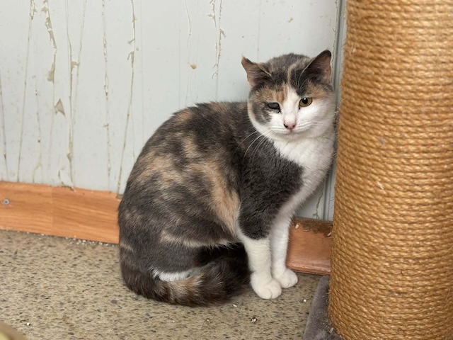 fellengel_esmeralda_4