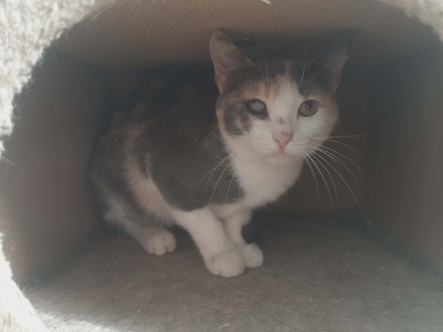 fellengel_esmeralda_5