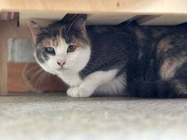 fellengel_esmeralda_6