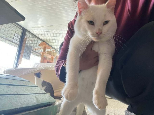 fellengel_gandalf_02