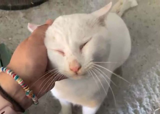 fellengel_gandalf_03