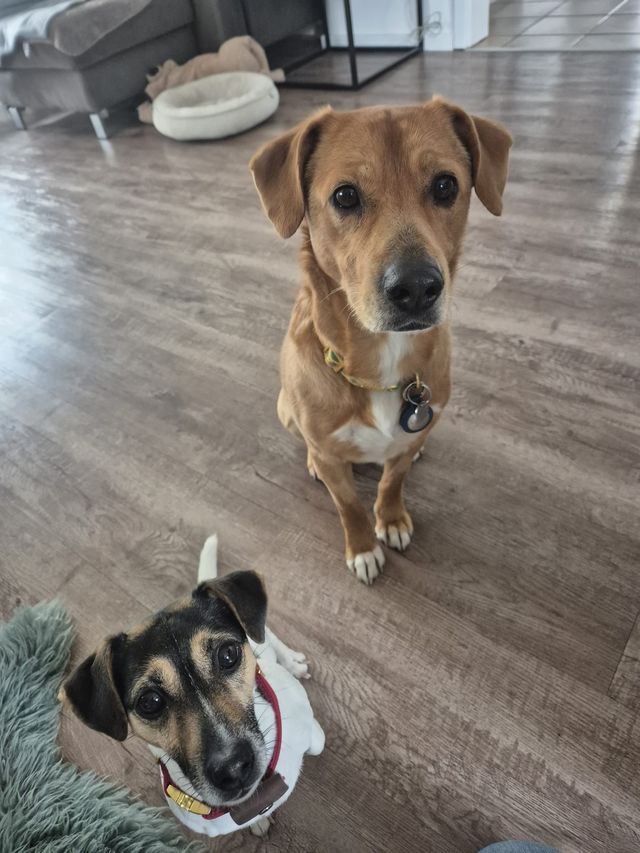 fellengel_hachiko_03