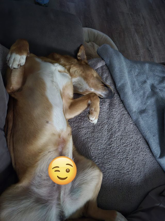 fellengel_hachiko_04