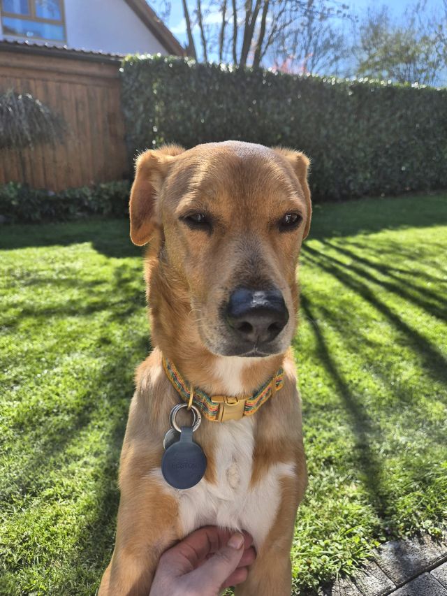 fellengel_hachiko_05