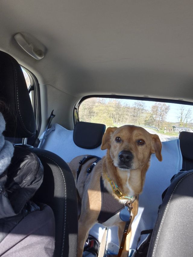 fellengel_hachiko_06