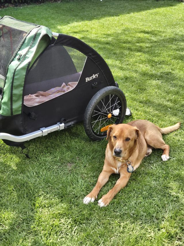 fellengel_hachiko_08