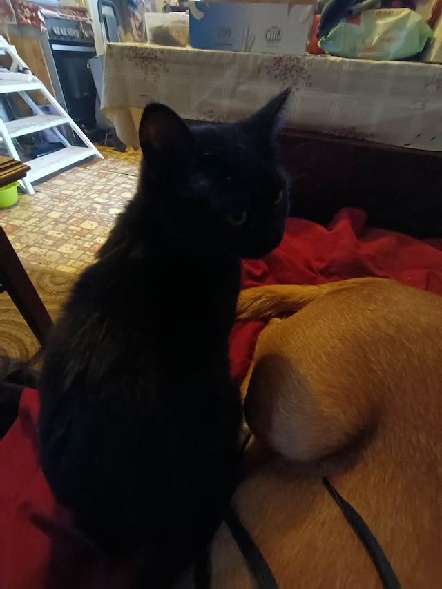 fellengel_hachiko_10