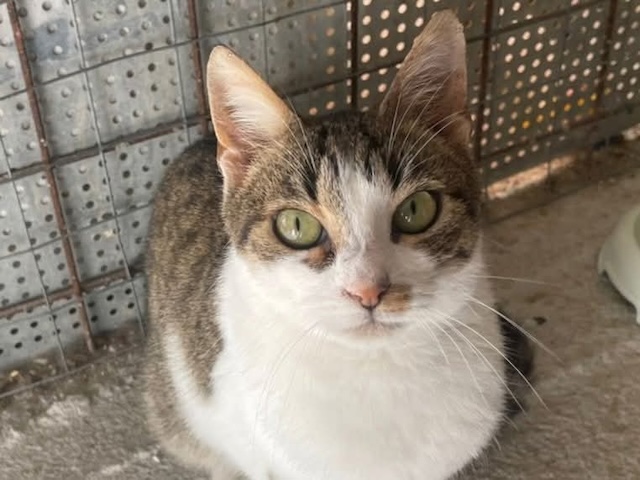 fellengel_kassandra_1