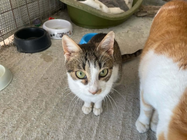 fellengel_kassandra_4