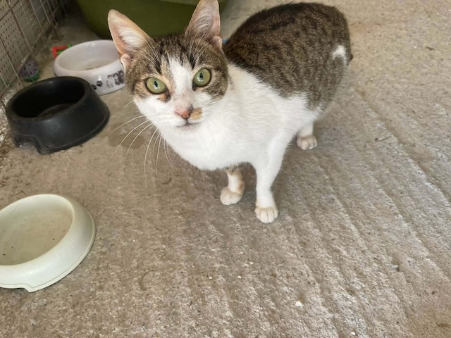 fellengel_kassandra_5