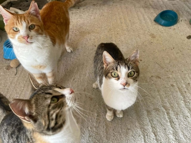 fellengel_kassandra_7