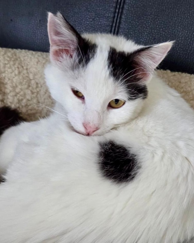 fellengel_mochi_1