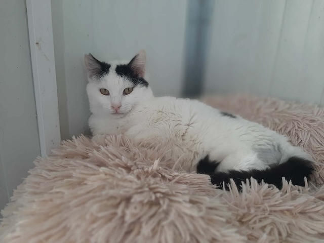 fellengel_mochi_2
