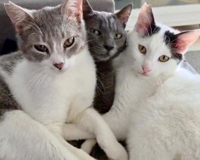 fellengel_mochi_scout_alby_1