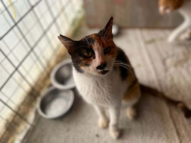 fellengel_moustache_1