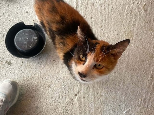 fellengel_moustache_2