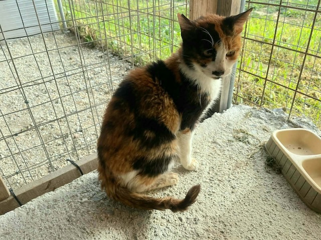 fellengel_moustache_6