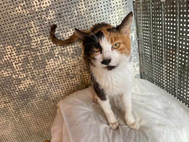 fellengel_moustache_7