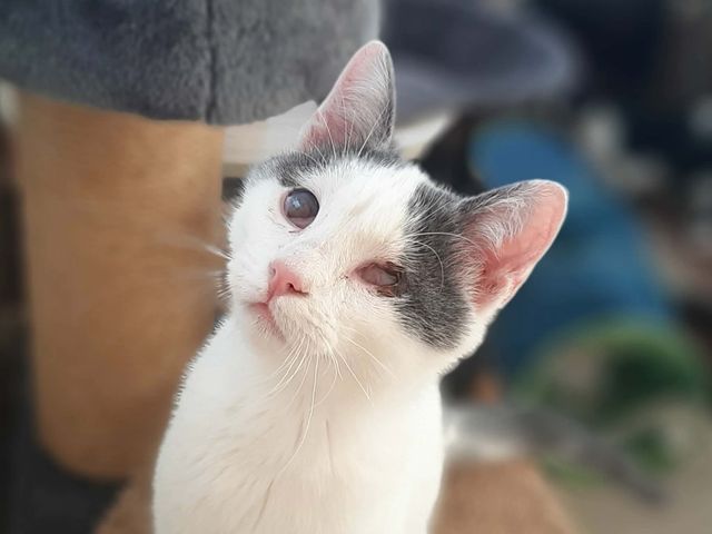 fellengel_orpheus_02