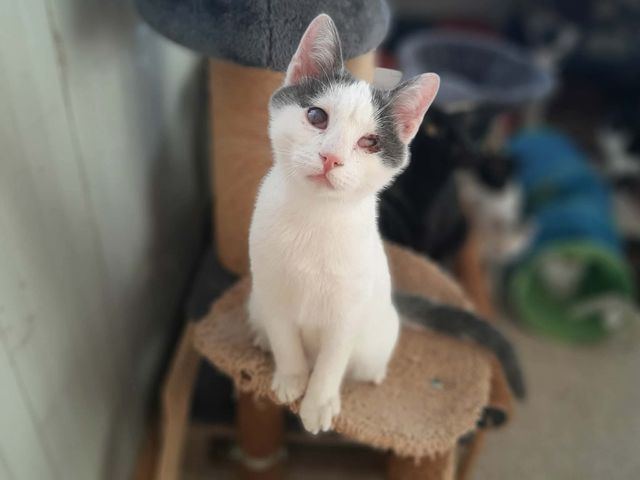 fellengel_orpheus_03