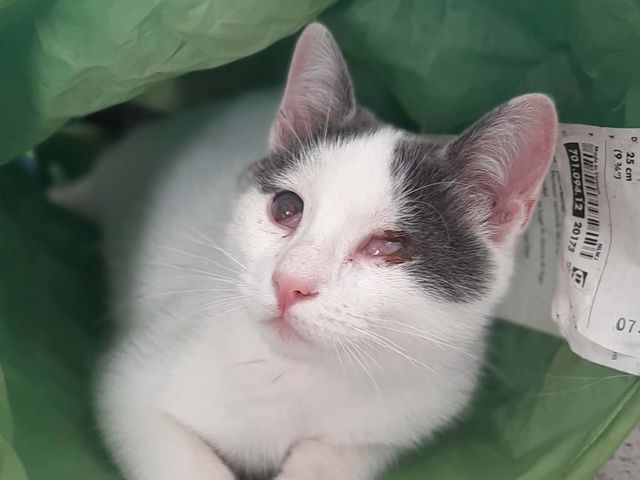 fellengel_orpheus_05