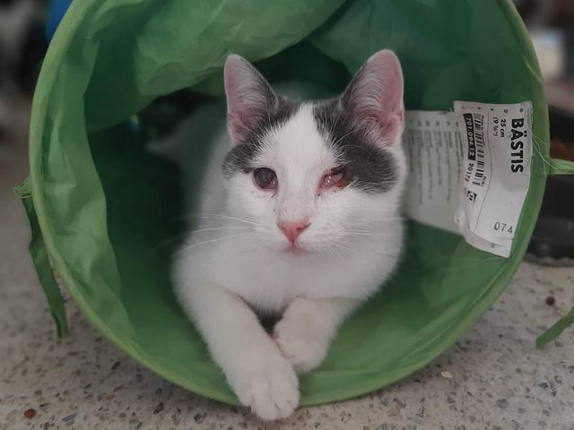 fellengel_orpheus_07