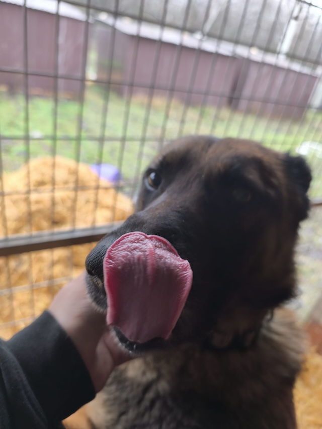 fellengel_pumba_13