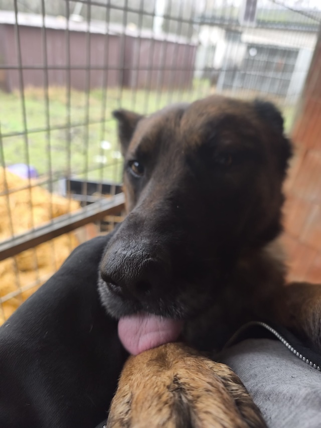 fellengel_pumba_14