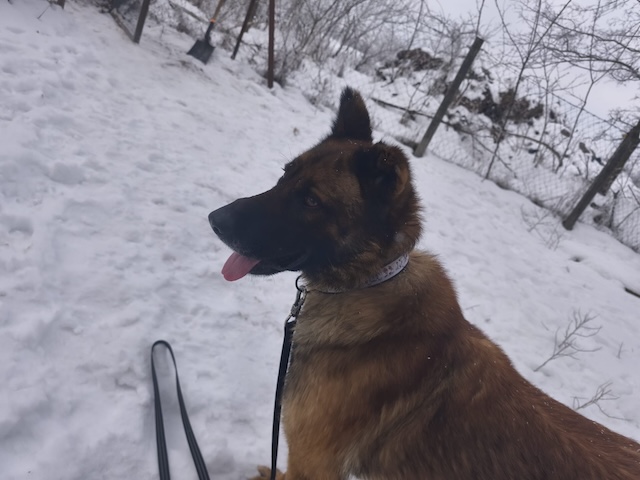 fellengel_pumba_20