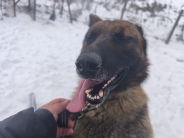 fellengel_pumba_22