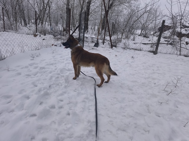 fellengel_pumba_29