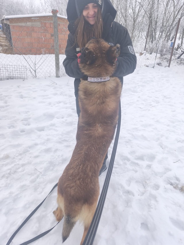 fellengel_pumba_31