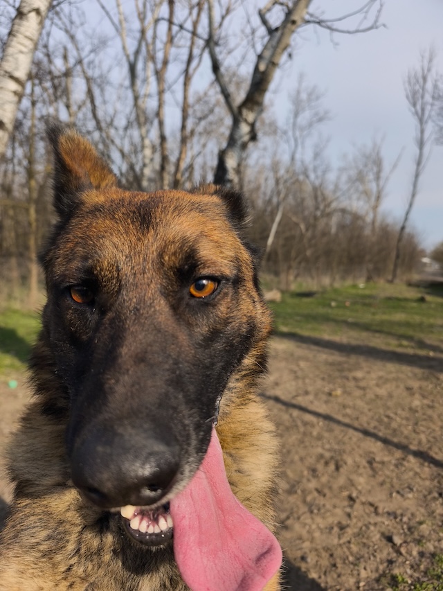 fellengel_pumba_7