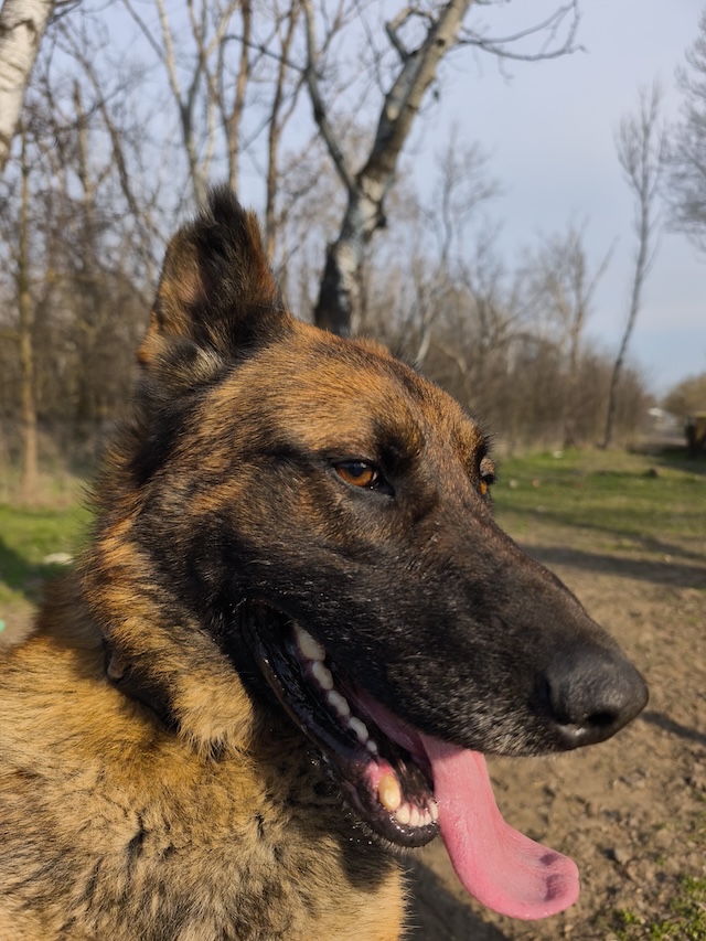 fellengel_pumba_8