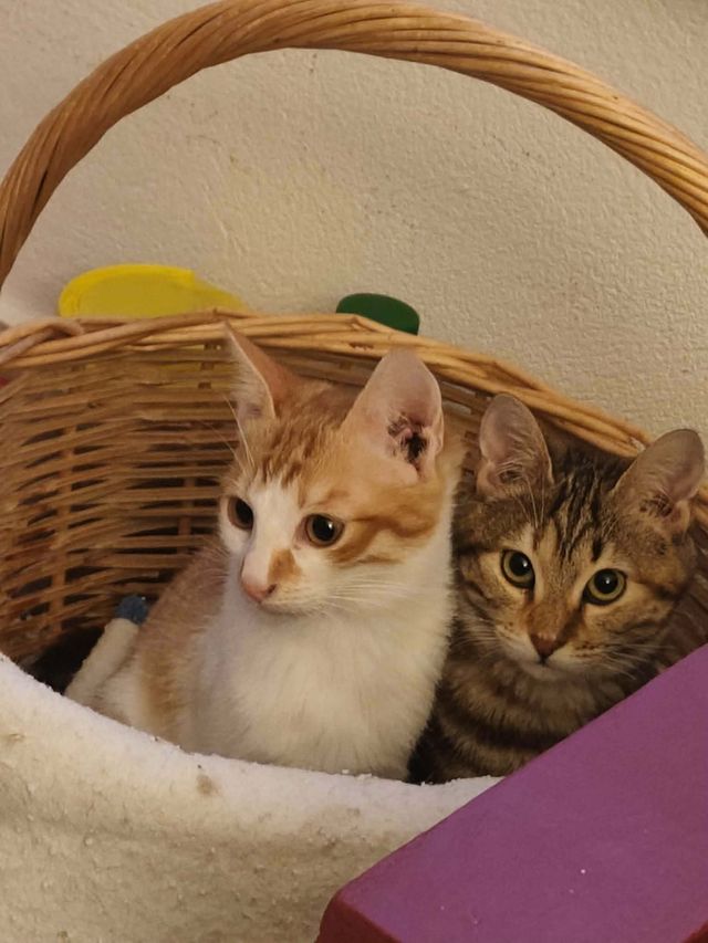 fellengel_pumpkin_03