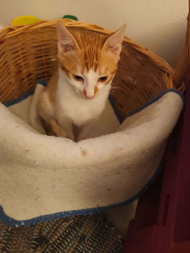 fellengel_pumpkin_04