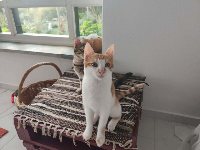 fellengel_pumpkin_05