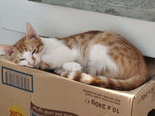 fellengel_pumpkin_06