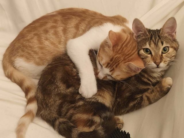 fellengel_pumpkin_07