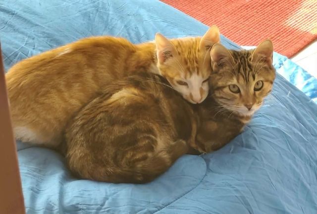 fellengel_pumpkin_10