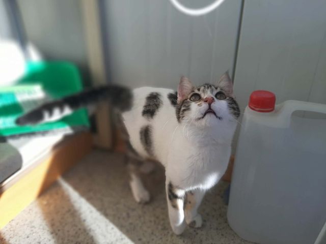 fellengel_raphael_02