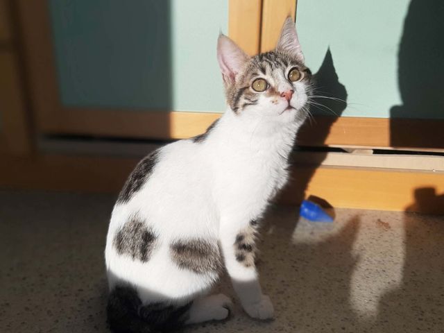 fellengel_raphael_03