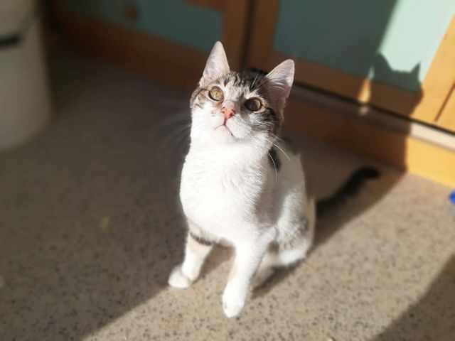 fellengel_raphael_04