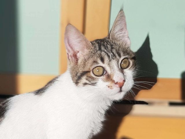 fellengel_raphael_06