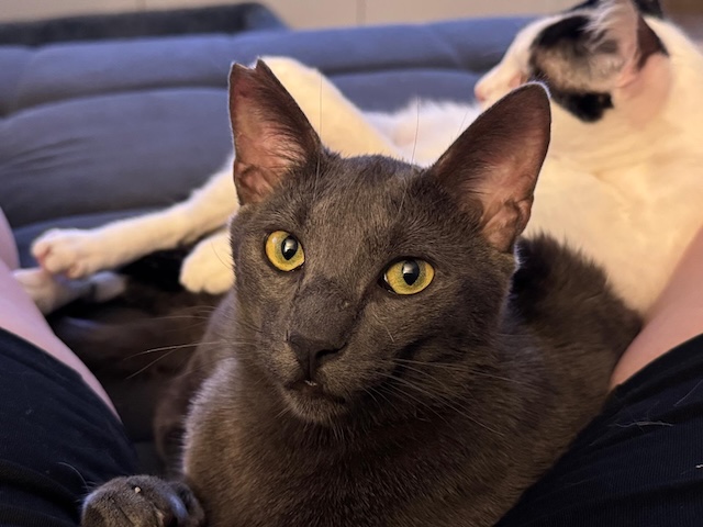 fellengel_smokey1
