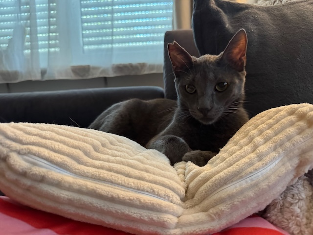 fellengel_smokey2
