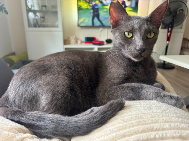 fellengel_smokey_1
