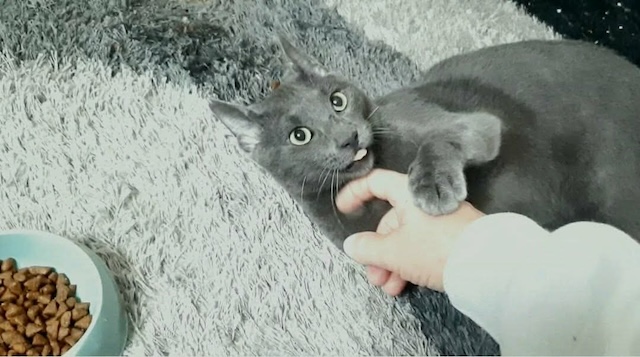 fellengel_smokey_1